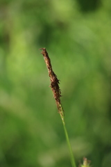 Carex cherokeensis