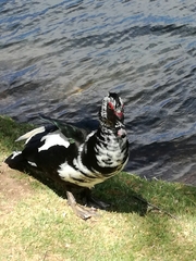 Cairina moschata domestica
