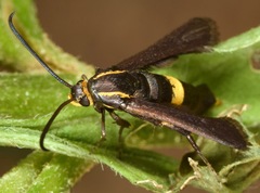 Carmenta pyralidiformis