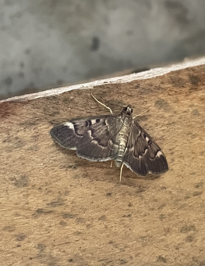 Dichocrocis fuscoalbalis