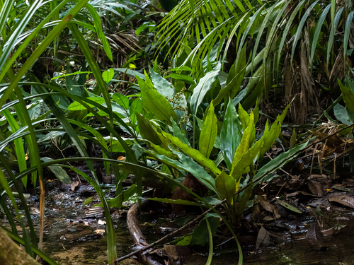 Hanguana neglecta, photograph 5