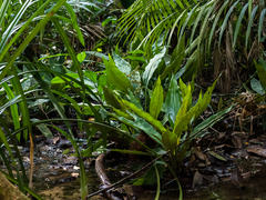Hanguana neglecta, photograph Samuel Lee, CC BY, iNaturalist via GBIF