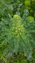 Reseda alopecuros