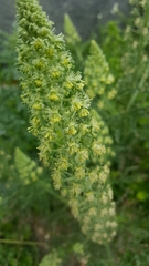 Reseda alopecuros