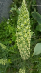 Reseda alopecuros