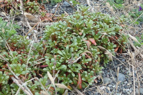 Lysimachia mauritiana