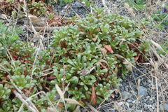 Lysimachia mauritiana