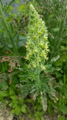 Reseda alopecuros