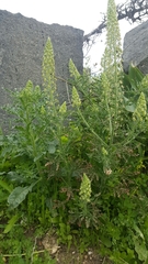 Reseda alopecuros