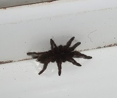 Harpactirinae