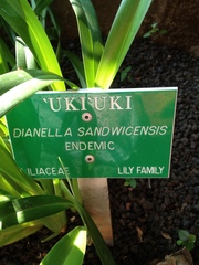 Dianella sandwicensis