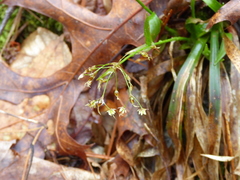 Luzula acuminata carolinae