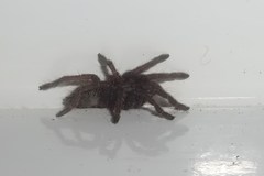 Harpactirinae