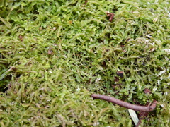 Odontoschisma sphagni