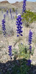 Lupinus havardii