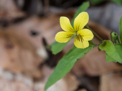 Viola hastata