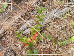 Cotoneaster hjelmqvistii