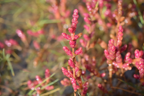 Image of Salicornia ramosissima by no rights reserved