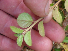 Cotoneaster hjelmqvistii