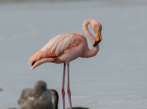 American Flamingo photographed in Oregon