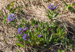 Pulmonaria angustifolia
