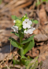 Pulmonaria angustifolia