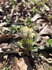 Antennaria parlinii