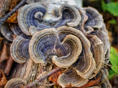 Trametes versicolor image