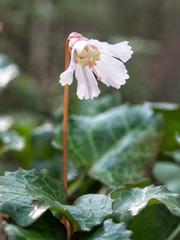Shortia galacifolia