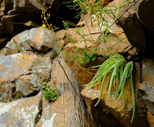 Bulbine cremnophila · Naturalista Costa Rica