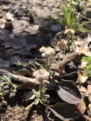 Antennaria parlinii