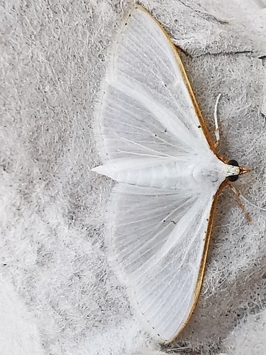 Palpita vitrealis