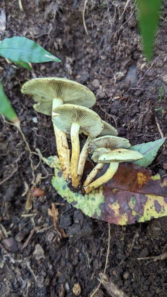 Hypholoma fasciculare · October 2023 · photo: © atsushi_nakajima_cirque (iNaturalist, cc-by)