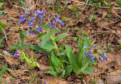 Pulmonaria angustifolia