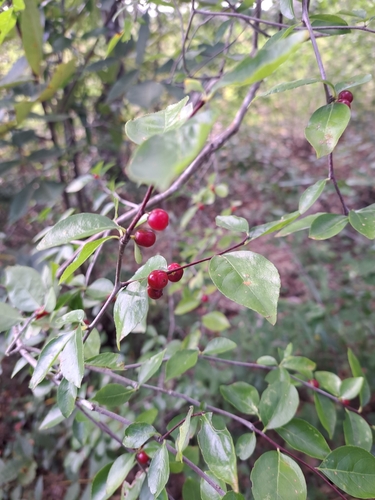 Image of Ilex ambigua by no rights reserved