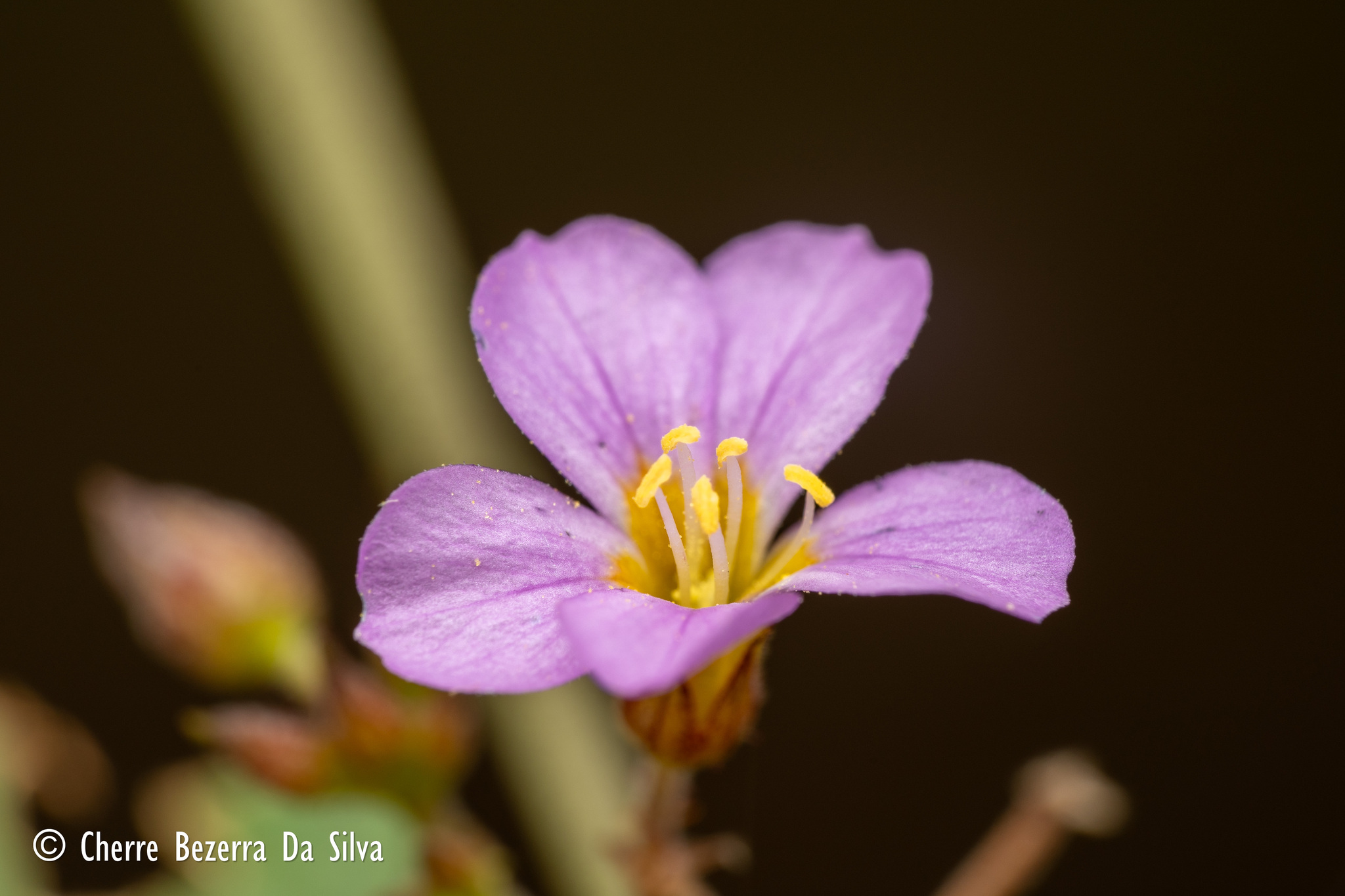 Melochia pyramidata