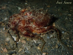 Amphioctopus marginatus