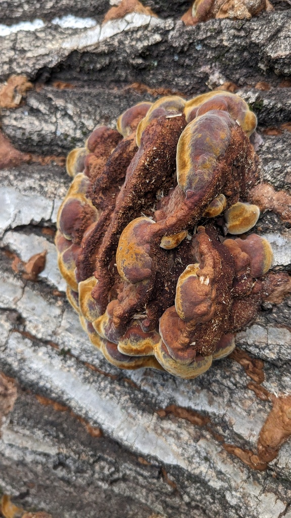 Fuscoporia gilva · October 2023 · photo: © atsushi_nakajima_cirque (iNaturalist, cc-by)