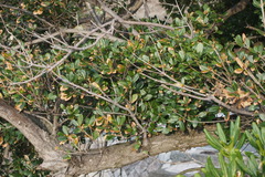 Quercus phillyreoides