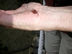 Gasteracantha falcicornis