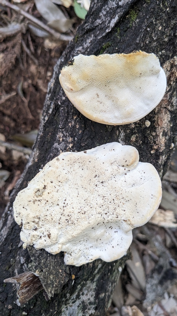 Trametes orientalis · October 2023 · photo: © atsushi_nakajima_cirque (iNaturalist, cc-by)