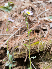 Erigeron pulchellus