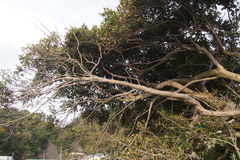 Quercus phillyreoides