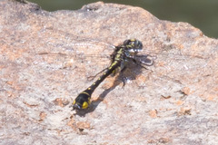 Hylogomphus apomyius