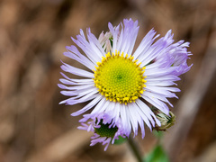 Erigeron pulchellus