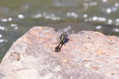 Hylogomphus apomyius