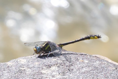 Hylogomphus apomyius