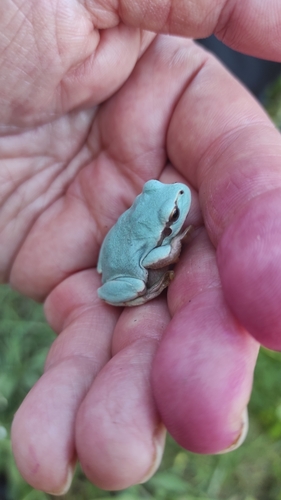 Italian Tree Frog, 28060 Casalbeltrame NO, Italia, photo 8 of 10