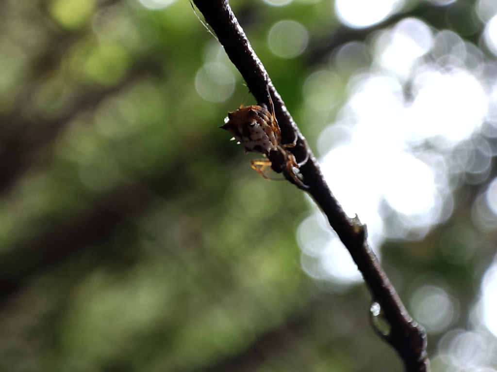 Micrathena aureola
