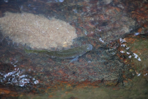 Togo panchax (Epiplatys togolensis) — Nothobranchiidae